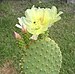 Opuntia microdasys.JPG