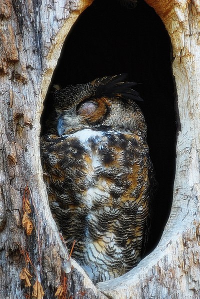 Fil:Owl sleeping in tree.jpg