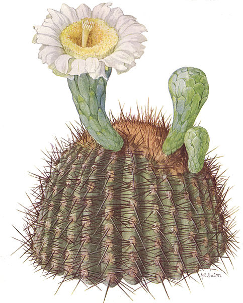 Fil:Sahuaro or Giant Cactus (NGM XXXI p513).jpg