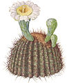Sahuaro or Giant Cactus (NGM XXXI p513).jpg