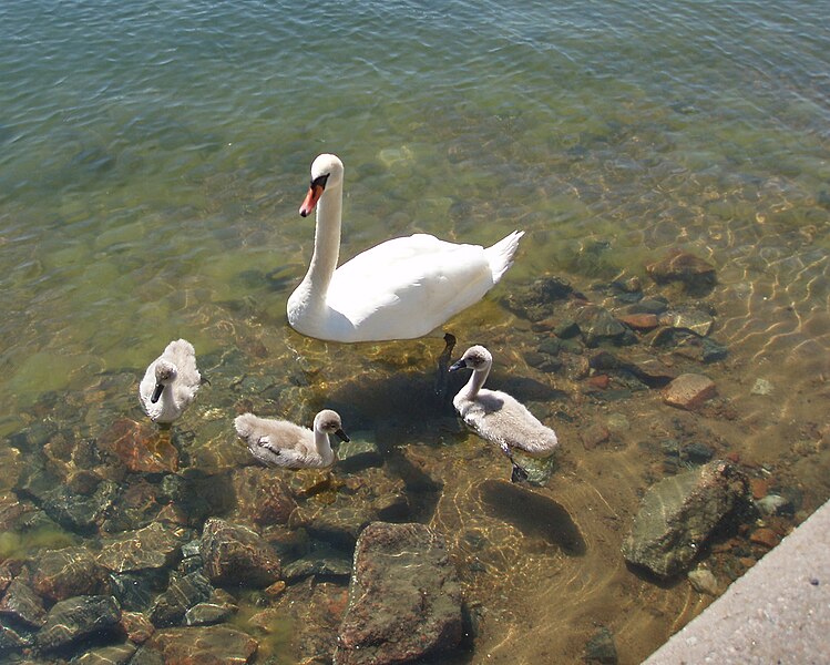 Fil:Swan Ljusterö 2008.jpg