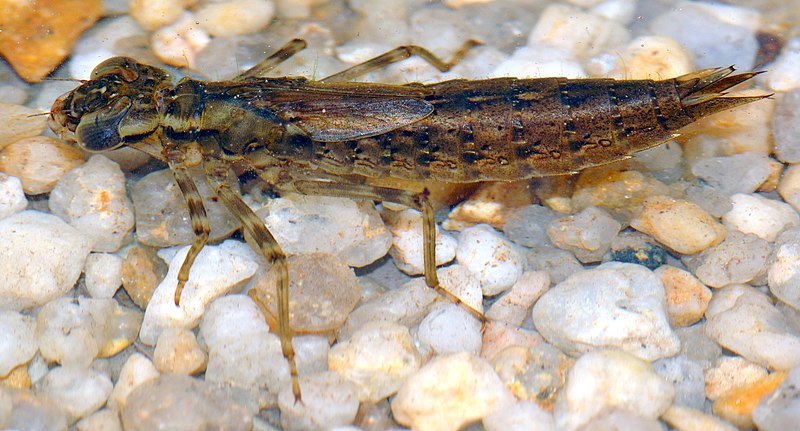 Fil:Aeshna cyanea - larva (aka).jpg