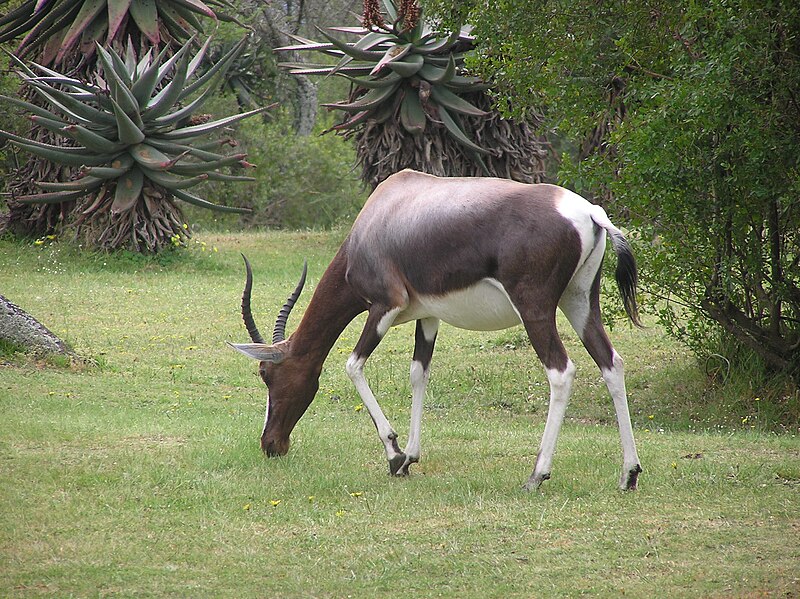 Fil:Bontebok PA020073 .JPG