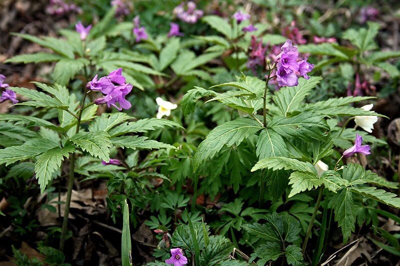 Fil:Cardamine glanulosa 1.jpg