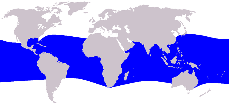 Fil:Cetacea range map Melon-headed Whale.PNG