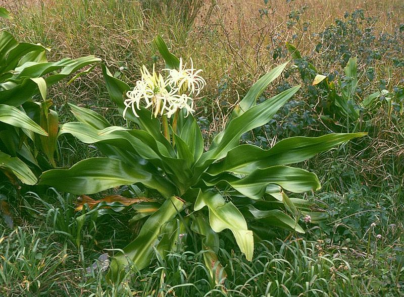 Fil:Crinum asiaticum 1.jpg