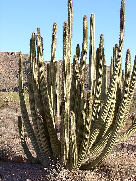 Fil:Organ pipe cactus.jpg