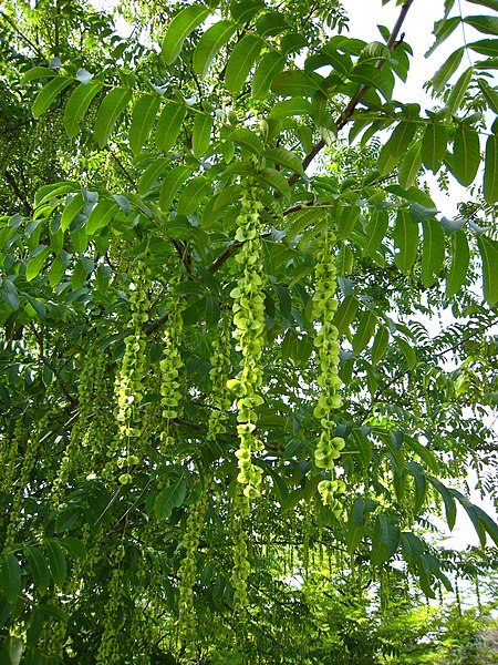 Fil:Pterocarya fraxinifolia.jpg