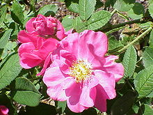 Rosa gallica3.jpg