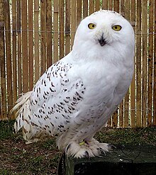 Snowy.owl.overall.arp.750pix.jpg