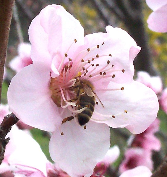 Fil:Bee in flower.jpg