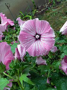 Lavatera trimestris 4.jpg