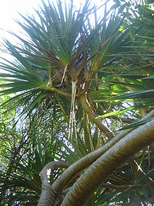 Skruvpalm (Pandanus utilis)