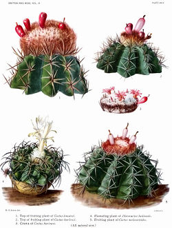 Illustration 4 visar en Discocactus bahiensis