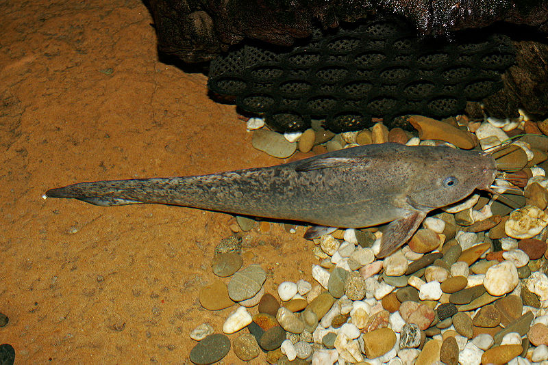 Fil:Eel-tail catfish.jpg