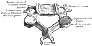 Cervikalkota.Illustration: Gray's Anatomy, 1918. (PD)
