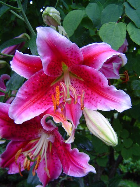 Fil:Lilium x Stargazer.jpg