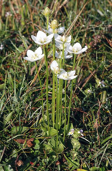 Fil:Parnassia palustris 030905.jpg