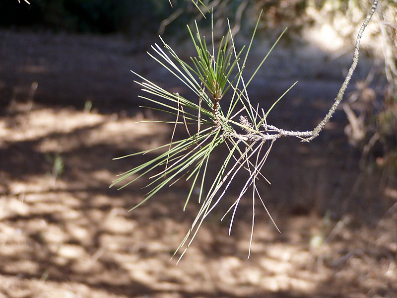 Fil:Pinus halepensis branch.jpg