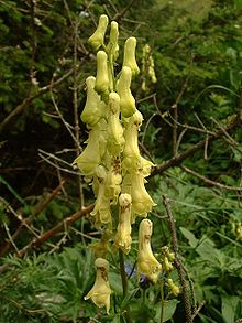 Aconitum lycoctonum vulparia01.jpg