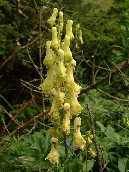 Fil:Aconitum lycoctonum vulparia01.jpg