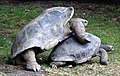 Aldabra mating 7.JPG