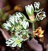 Scleranthus perennis cropped.JPG