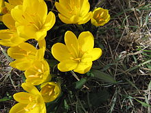 Krokuslilja (Sternbergia lutea)