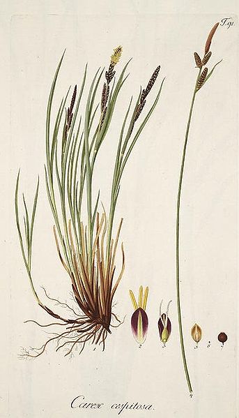 Fil:Carex cespitosa.jpg