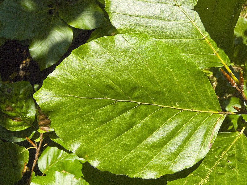 Fil:Fagus sylvatica leaf 001.jpg