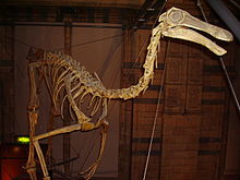 Gallimimus i Natural History Museum, London.