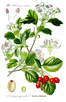 Illustration Crataegus laevigata1.jpg