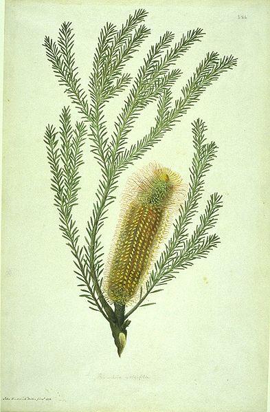 Fil:Banksia ericifolia watercolour from Bank's Florilegium.jpg