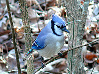 Blue Jay-27527.jpg