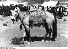 Bundesarchiv Bild 135-S-09-06-21, Tibetexpedition, Volksfest, gesatteltes Pferd.jpg