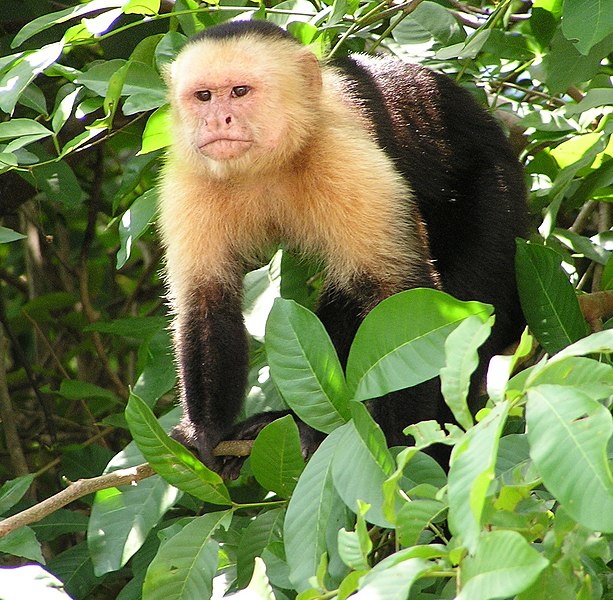 Fil:Capuchin Costa Rica.jpg