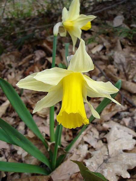 Fil:Narcissus pseudonarcissus1.jpg