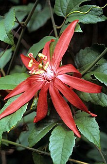 Passiflora vitifolia1ScottZona.jpg