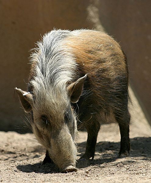 Fil:Southern Bush Pig.jpg