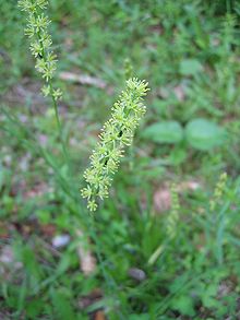 Tofieldia calyculata.jpg