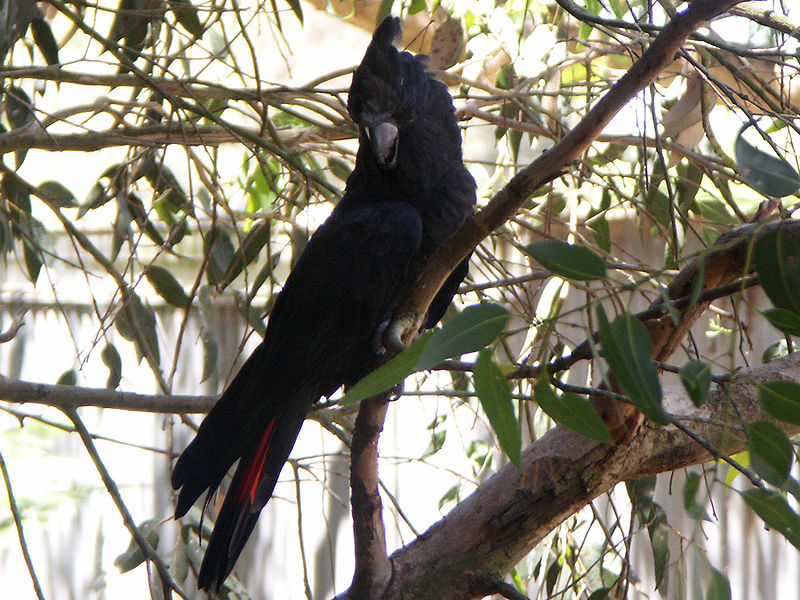 Fil:Glossy Black Cockatoo (Calyptorhynchus lathami).jpg