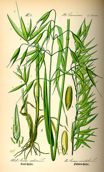 Fil:Illustration Avena sativa0.jpg