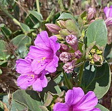 Praktunderblomma (M. multiflora)