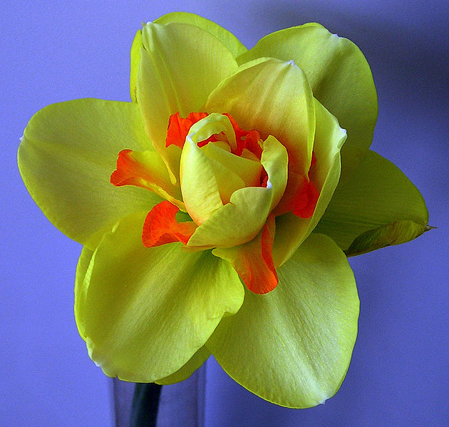 Fil:Narcis geel vdg.jpg