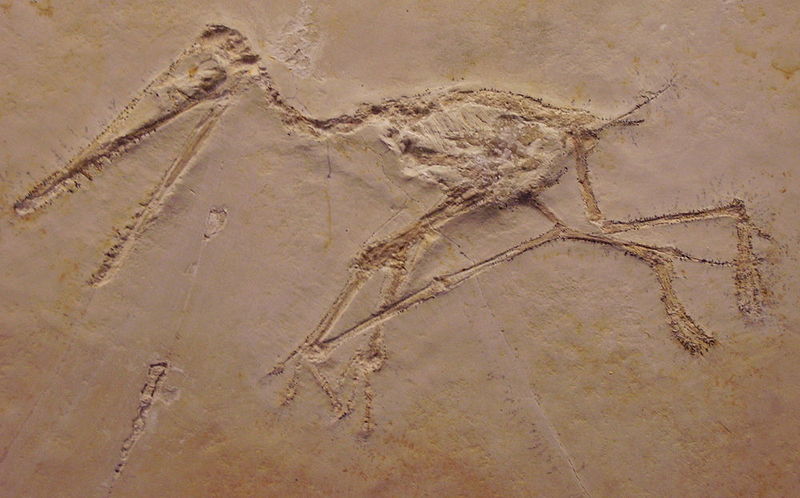 Fil:Pterodactylus kochi.jpg