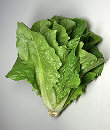 Romaine.jpg