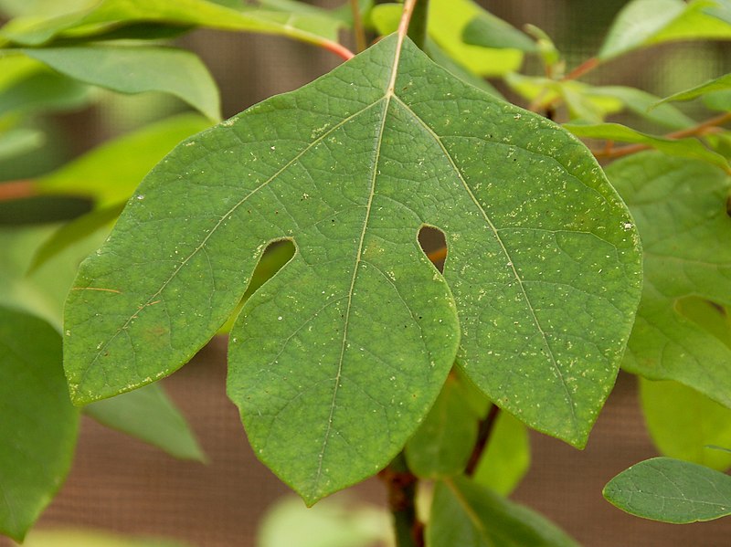Fil:Sassafras Sassafras albidum Leaf 2505px.jpg