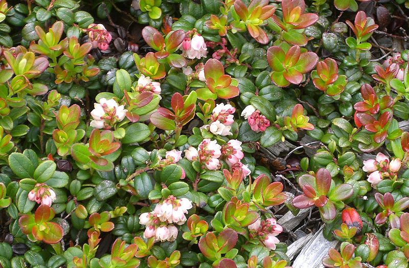 Fil:Vaccinium vitisidaea flower.jpg