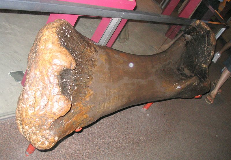 Fil:Brachiosaurus leg bone.jpg