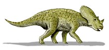 Illustration av Brachyceratops.